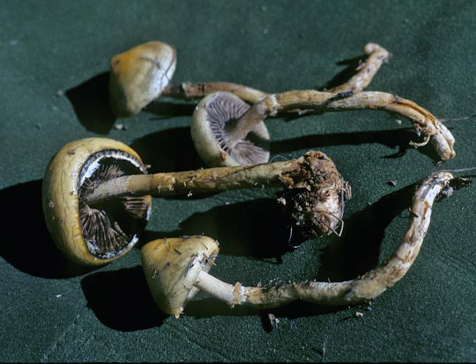 Stropharia umbonatescens